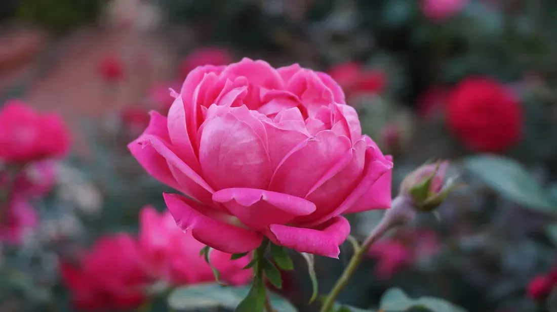 Cosmética ecológica con aceite: rosa damascena