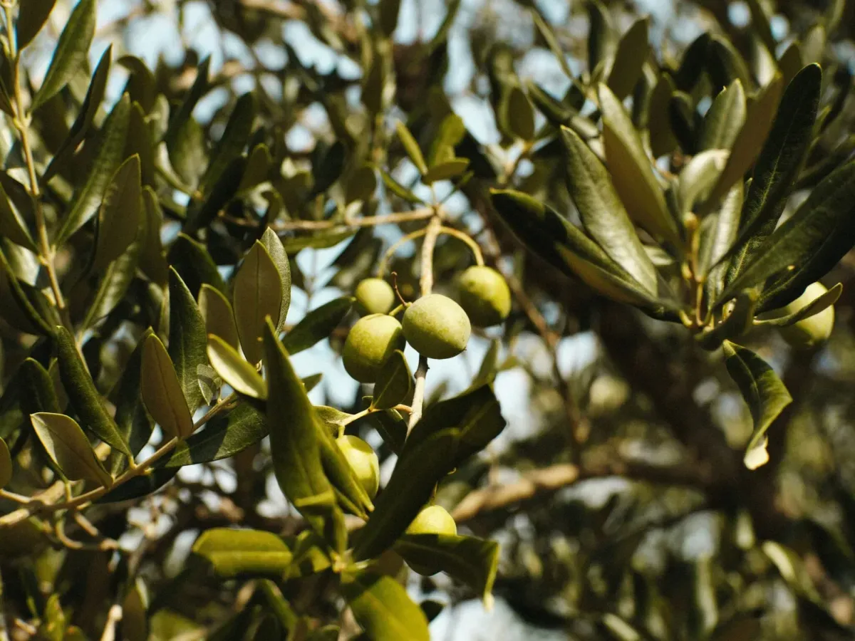 Cremas faciales naturales con aceite de oliva virgen extra ecológico