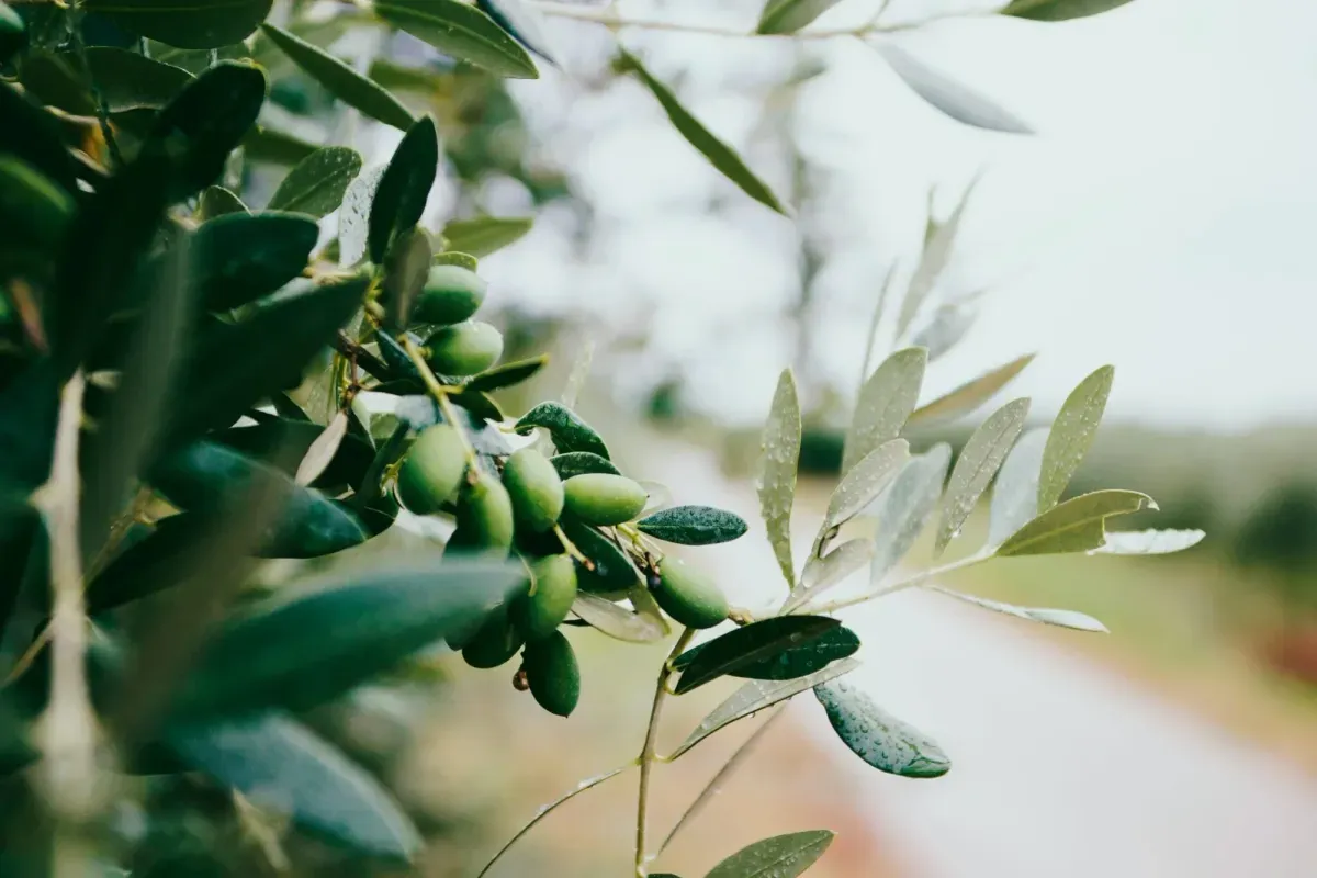 El aceite de oliva cosmético como base de la cosmética